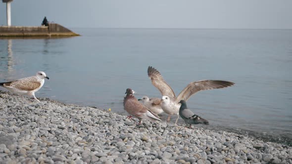 Seagull on Rock Near the Sea in Nature. The Seagull Is Standing on a Rocky Stone.