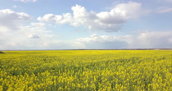 Flying Over A Field Of Yellow Rape Field