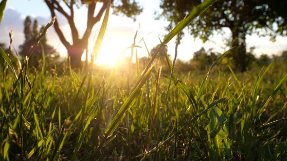 Dew Drops on Green Grass. Shot With Slider.