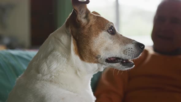 Senior man and his dog on sofa at home