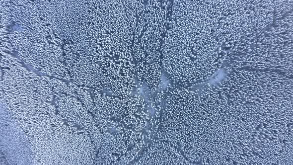 Aerial Top view of a frozen forest with snow covered trees at winter