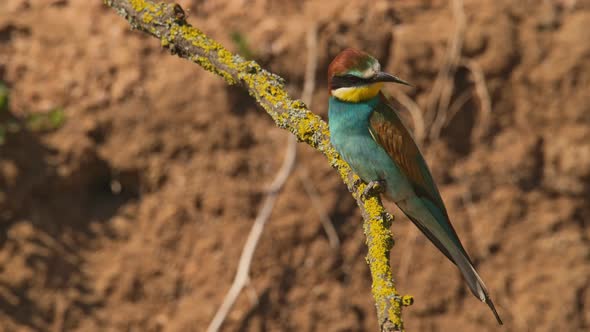 European Beeeater or Merops Apiaster