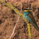 European Beeeater or Merops Apiaster - VideoHive Item for Sale