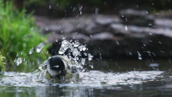 Low close up shot of a Great Tit,splashing in a shallow pool in the shade of the woods then jumping