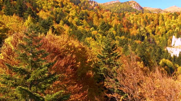 Autumn mountain forest, Scenic Aerial View of Autumn Colors, Trees, Forests