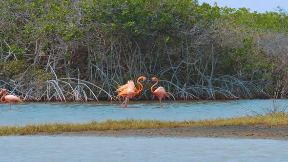 Mature Flamingos Fighting In Front Of Mangrove Trees By The River In Bonaire, Kralendijk - medium sh