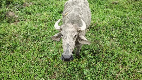 High angle a buffalo look at camera at Penang