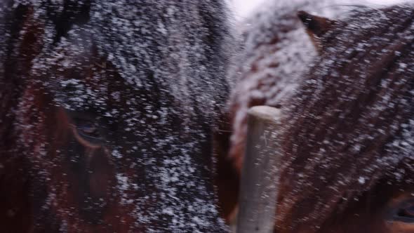 Icelandic Horses Outdoors Together In Snow