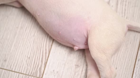 Tummy of a Mini Bull Terrier Puppy Sleeping on the Floor