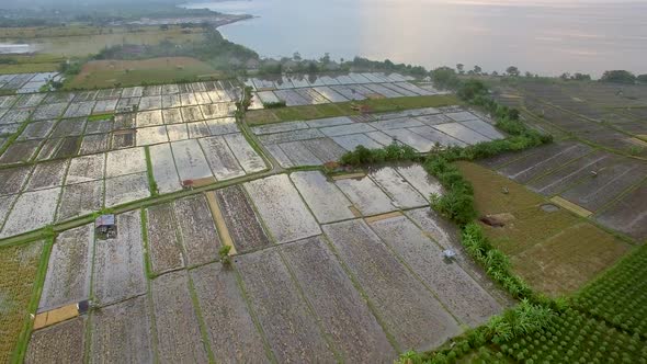 Aerial view above of paddy field near the coast, Bali island, Indonesia.