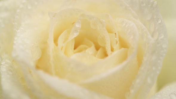 Yellow Rose Flower Close up