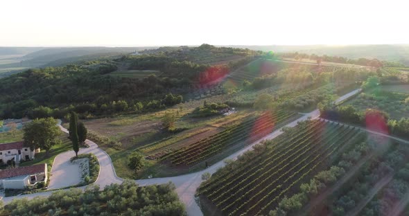 Aerial view of beautiful countryside at sunset with vineyard, Croatia.