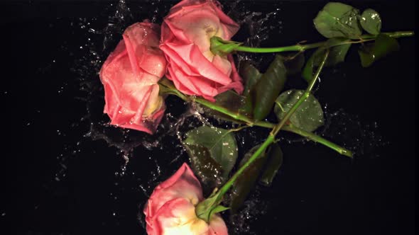 Super Slow Motion Rose Flowers Fall on the Water with Splashes