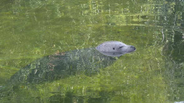 Static close up of sleeping seal with closed eyed on water surface of lake during sunny day.