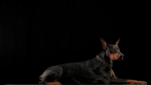 Doberman Pinscher in a Collar Lies and Yawns in the Studio on a Black Background