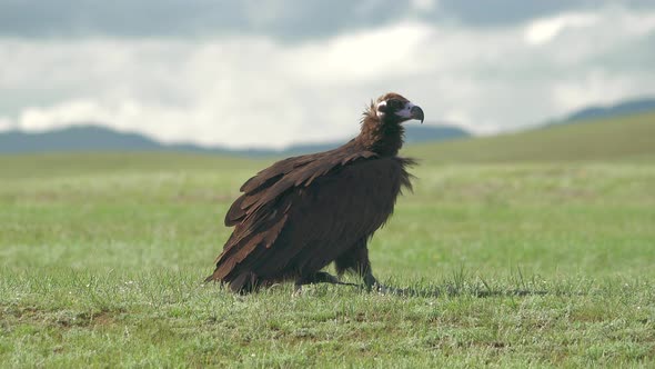 A Free Wild Cinereous Vulture in Natural Habitat of Green Pasture