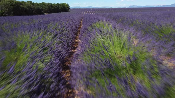 Lavender field blossoming agriculture cultivation