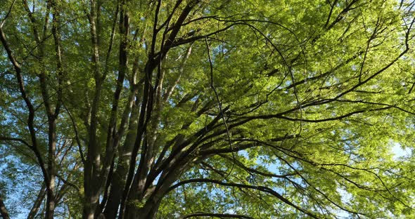 Japanese zelkova known as Japanese elm or keyaki