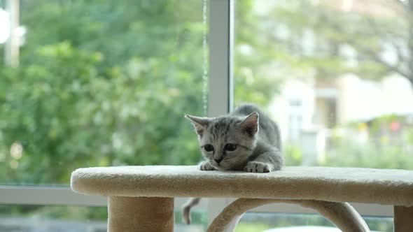 Cute Cat Lying On Cat Tower Slow Motion