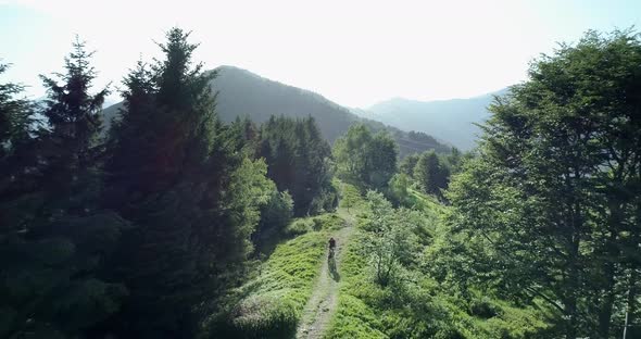 Biker Riding Mountain Bike Along Forest Trail Aerial View in Summer Sunny Day