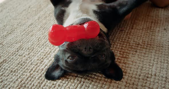 Cute Playful French Bulldog in Living Room