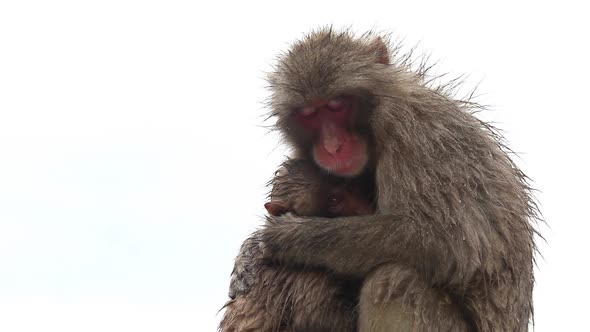 Japanese Macaque (Snow Monkey)