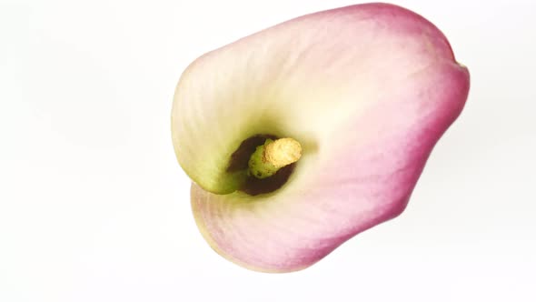 Pink Calla Rotating on White Background Macro Shot