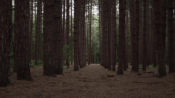 Walking through trail in pine forest wide shot
