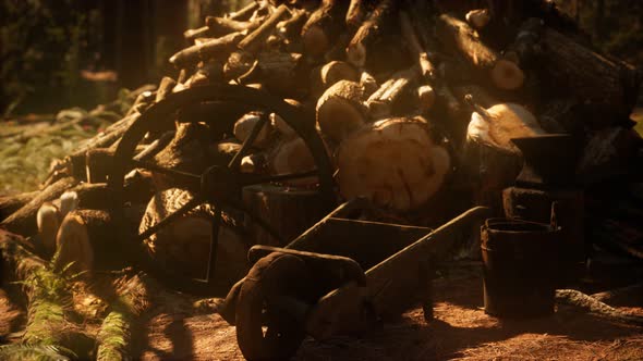 Preparation of Firewood for the Winter in Forest at Sunset