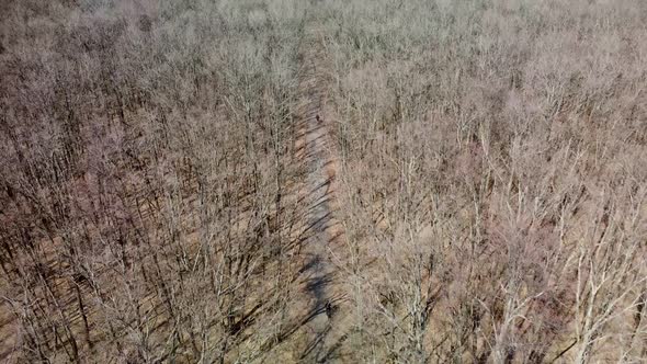 Fly above bicycles riding spring bare forest