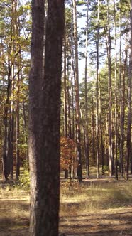 Vertical Video Autumn Forest By Day