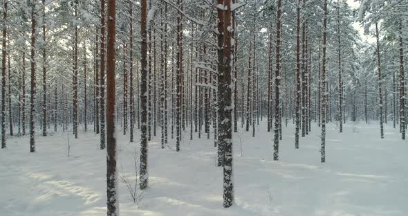 Winter Forest Moving Between Snow Covered Pine Trees on Sunny Cold Day