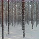Winter Forest Moving Between Snow Covered Pine Trees on Sunny Cold Day - VideoHive Item for Sale