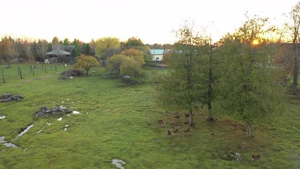 herd of deer at sunset fly away reveal area and autumn colors