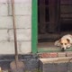 A dog on a chain hides from the rain in a barn - VideoHive Item for Sale