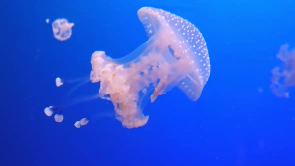 Australian Spotted Jellyfish