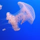 Australian Spotted Jellyfish - VideoHive Item for Sale
