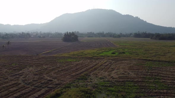 Aerial view cultivated paddy field