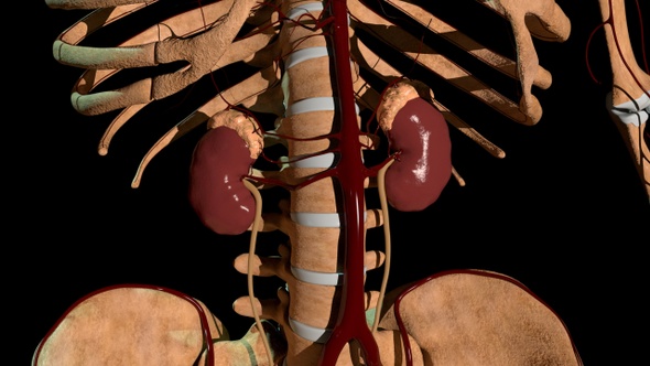 Anatomical Location Of The Kidneys