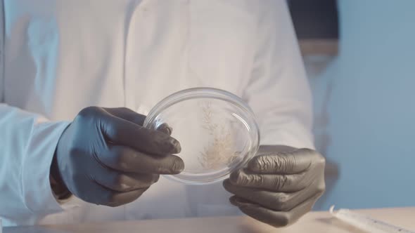 A Researcher in Protective Rubber Gloves and a Lab Coat Examines a Part of a Plant in a Petri Dish