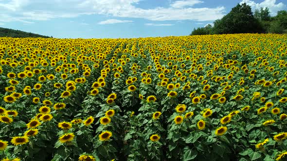 Spring Sunflowers