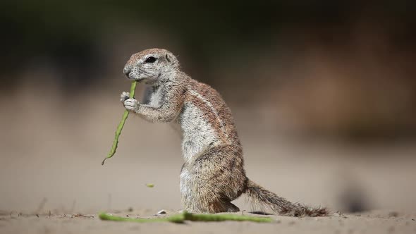 Feeding Gound Squirrel - Kalahari Desert