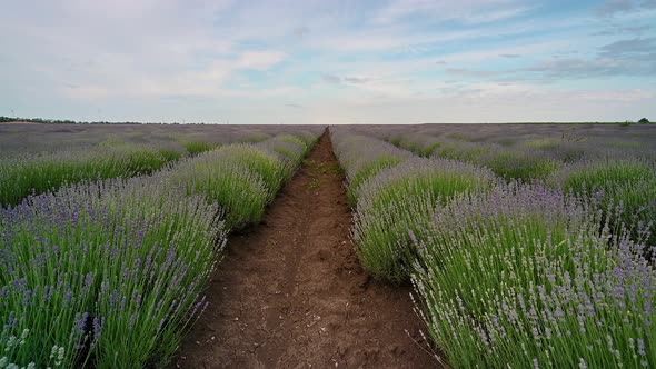 Spring lavender field, not fully blossomed