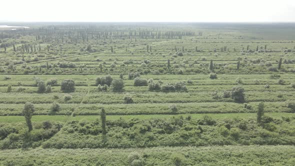 Aerial drone view flight over different agricultural fields sown in Samegrelo, Georgia