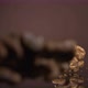 Falling Down Walnut Kernels on a Brown Background - VideoHive Item for Sale