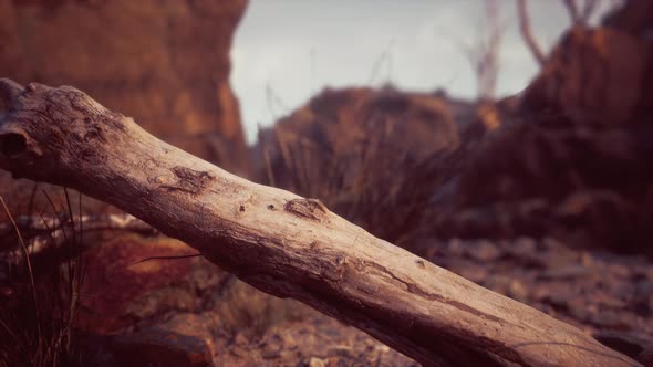 Dry Dead Tree Branches and Mountain Ridge