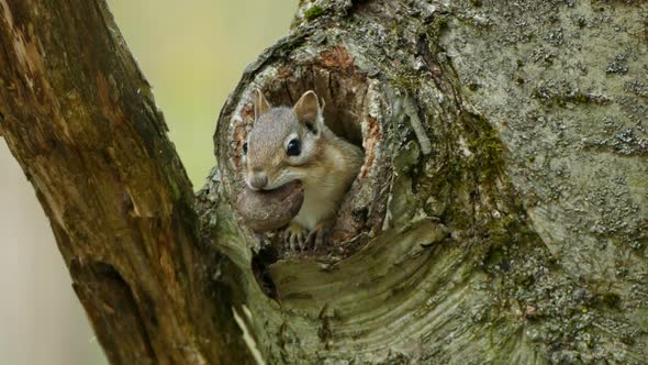 Small Sweet Squirrel Hiding In Hole Tree Chewing On Big Nut during daytime. Portrait close up shot.