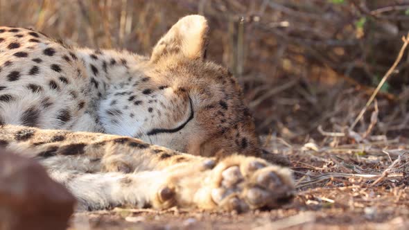 Sleeping African Cheetah flicks ear against pesky bothersome fly
