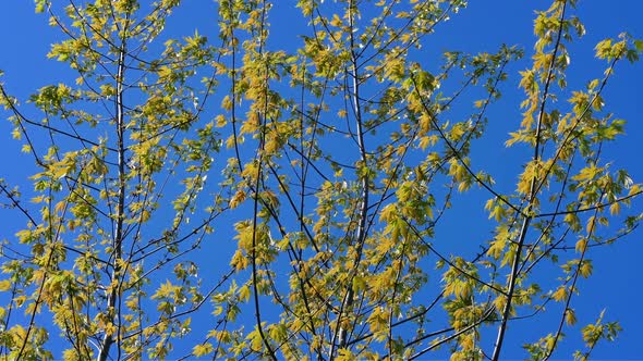 Yellow Leaves On Trees In Breeze