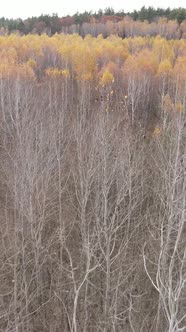 Vertical Video of a Forest with Trees During the Day